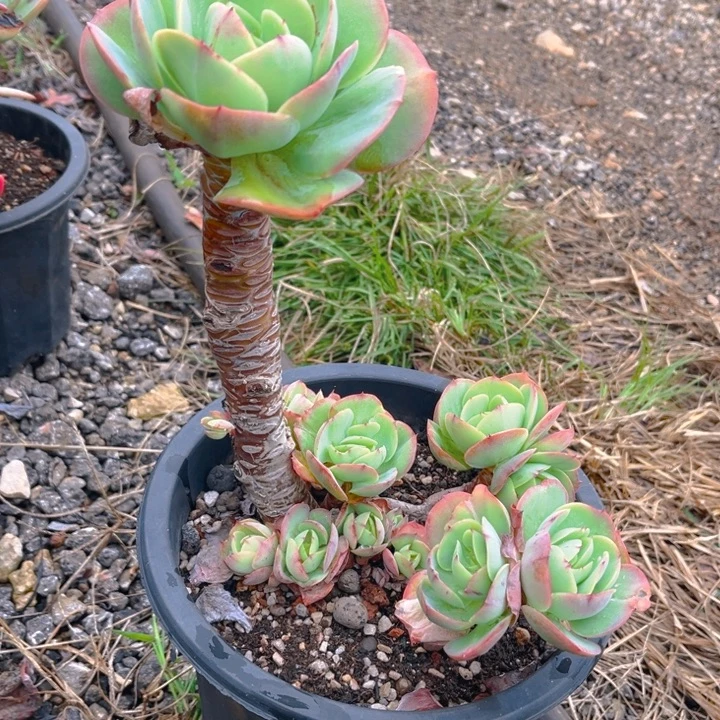 鸡蛋碧桃多肉植物8 2 8