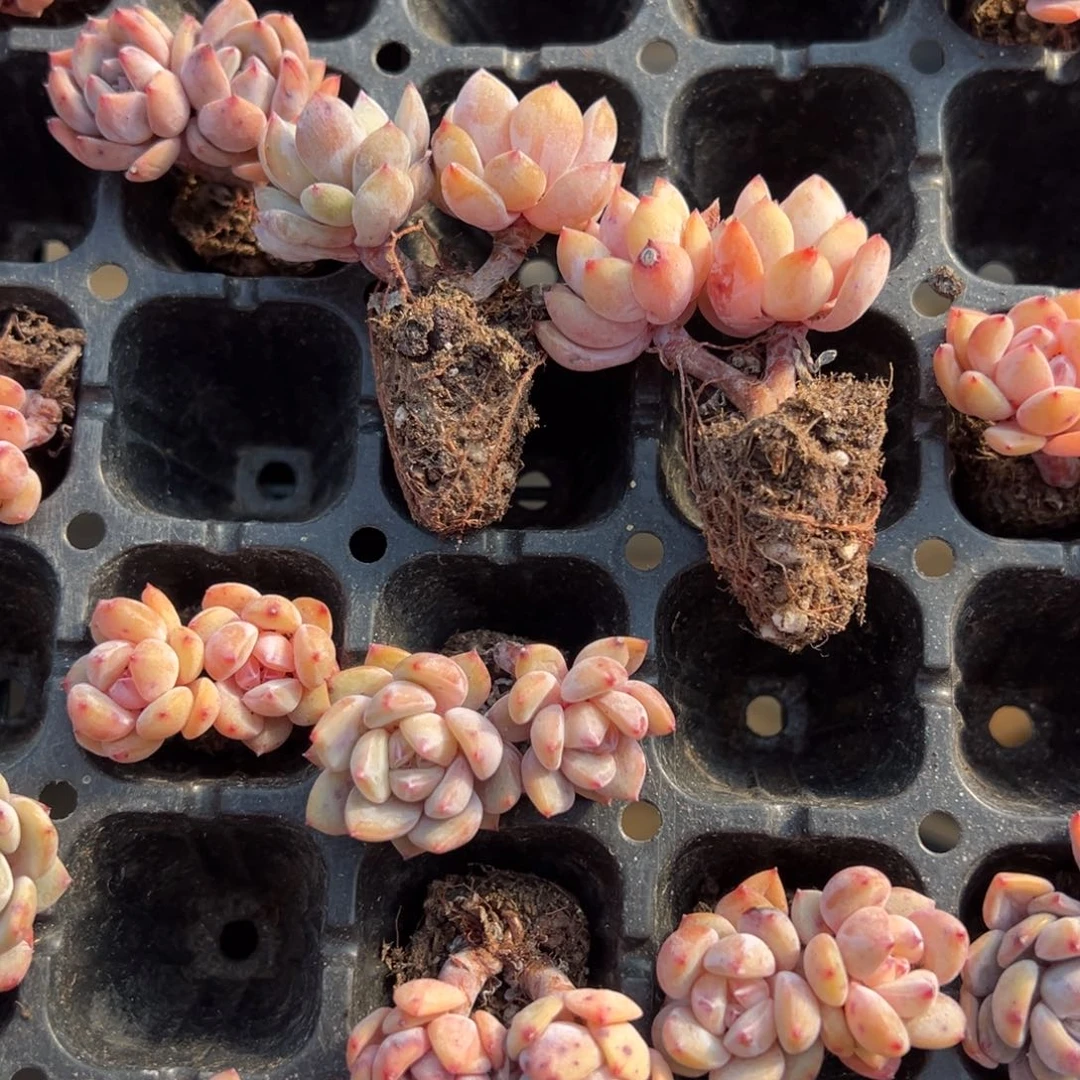 粉笔双头3cm到手2颗量拍多肉满18元包邮下午发货