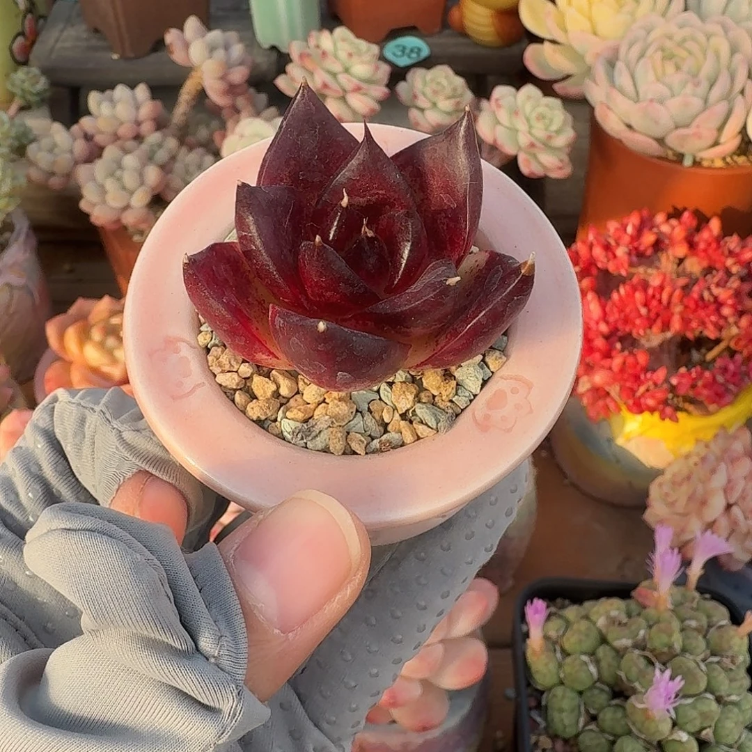 黑皮乌木 多肉含盆土 一物一拍