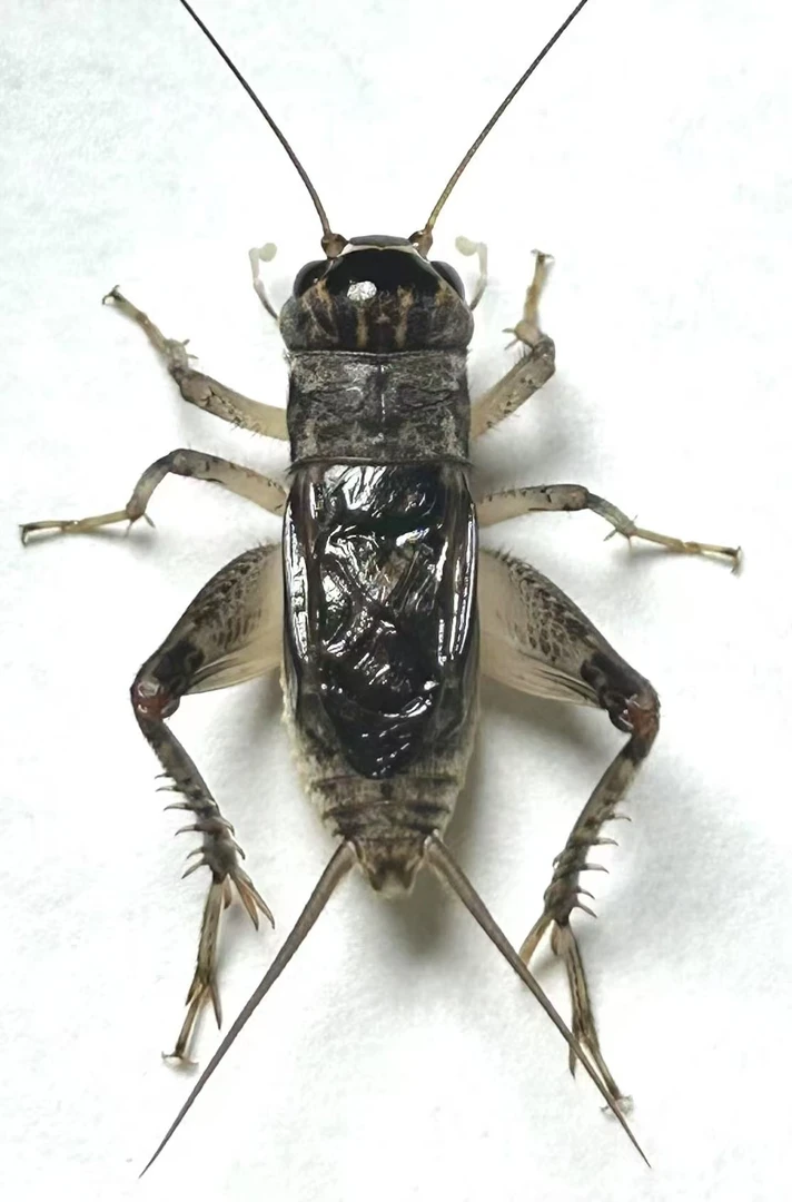 天津卓越蟋蟀小超店