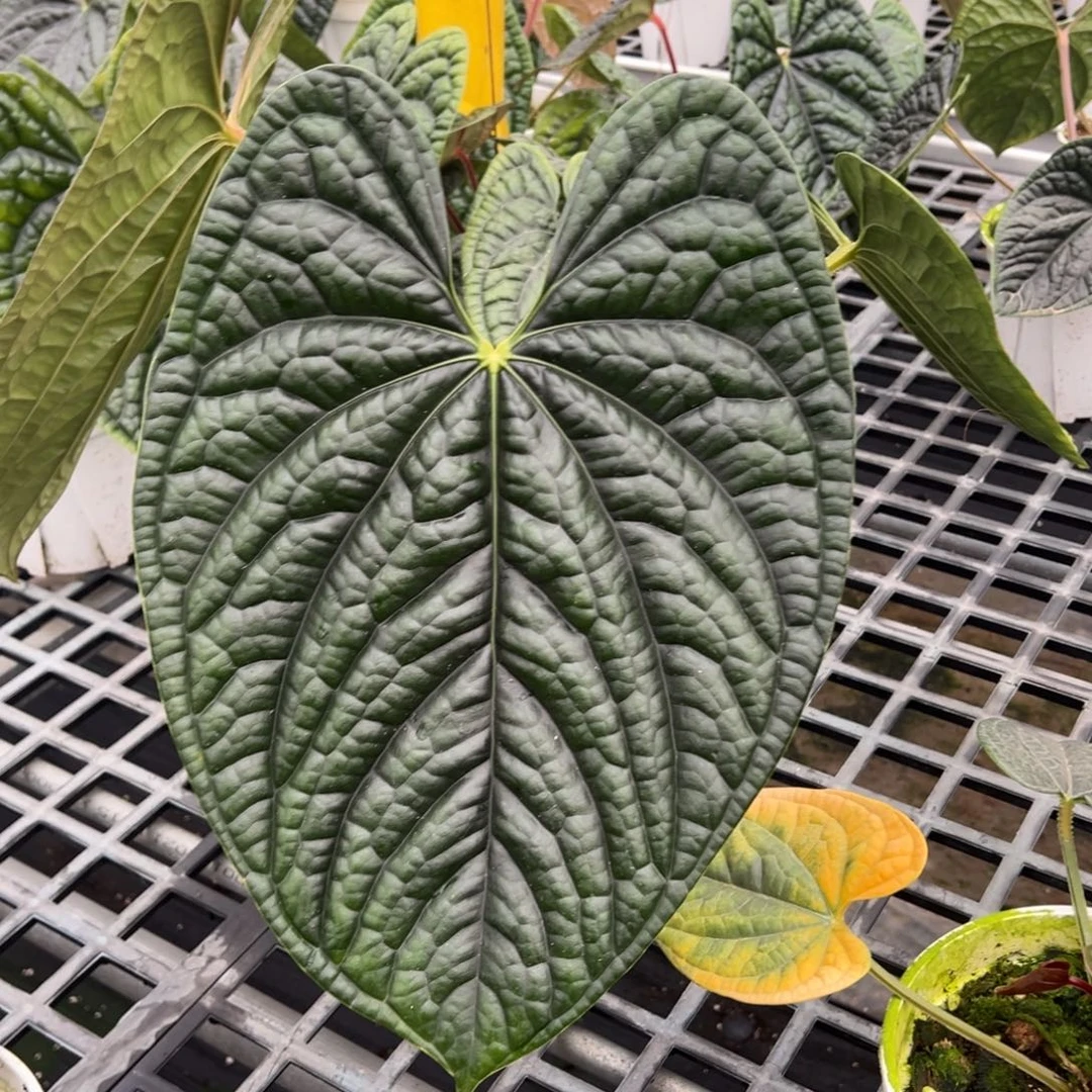 完全开放母本黑奢