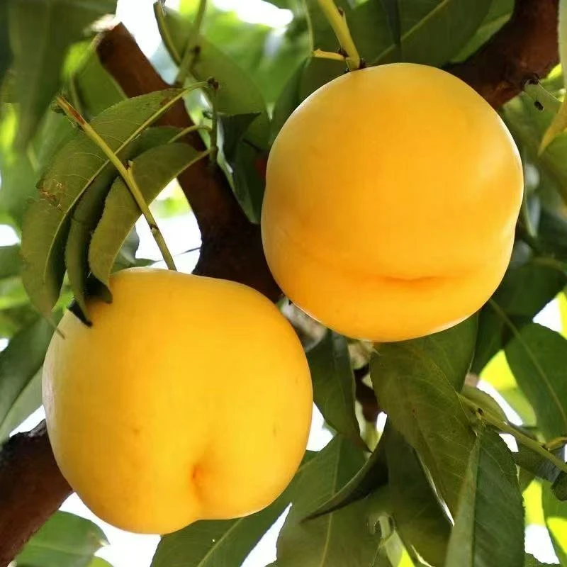 【芒果油桃】黄金油桃软吃更甜新鲜采摘香甜多汁应季水果带箱5斤