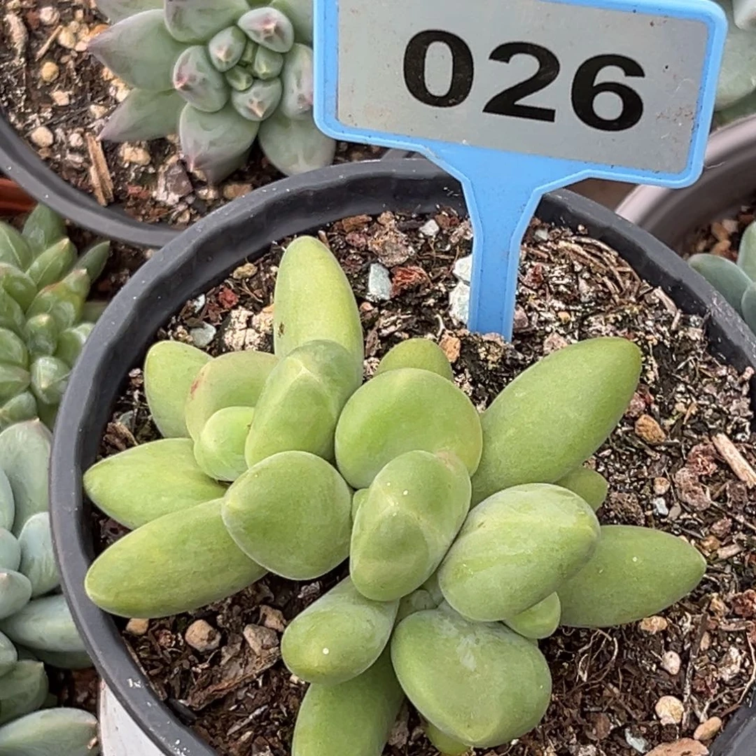 多肉植物芒果奶美人026