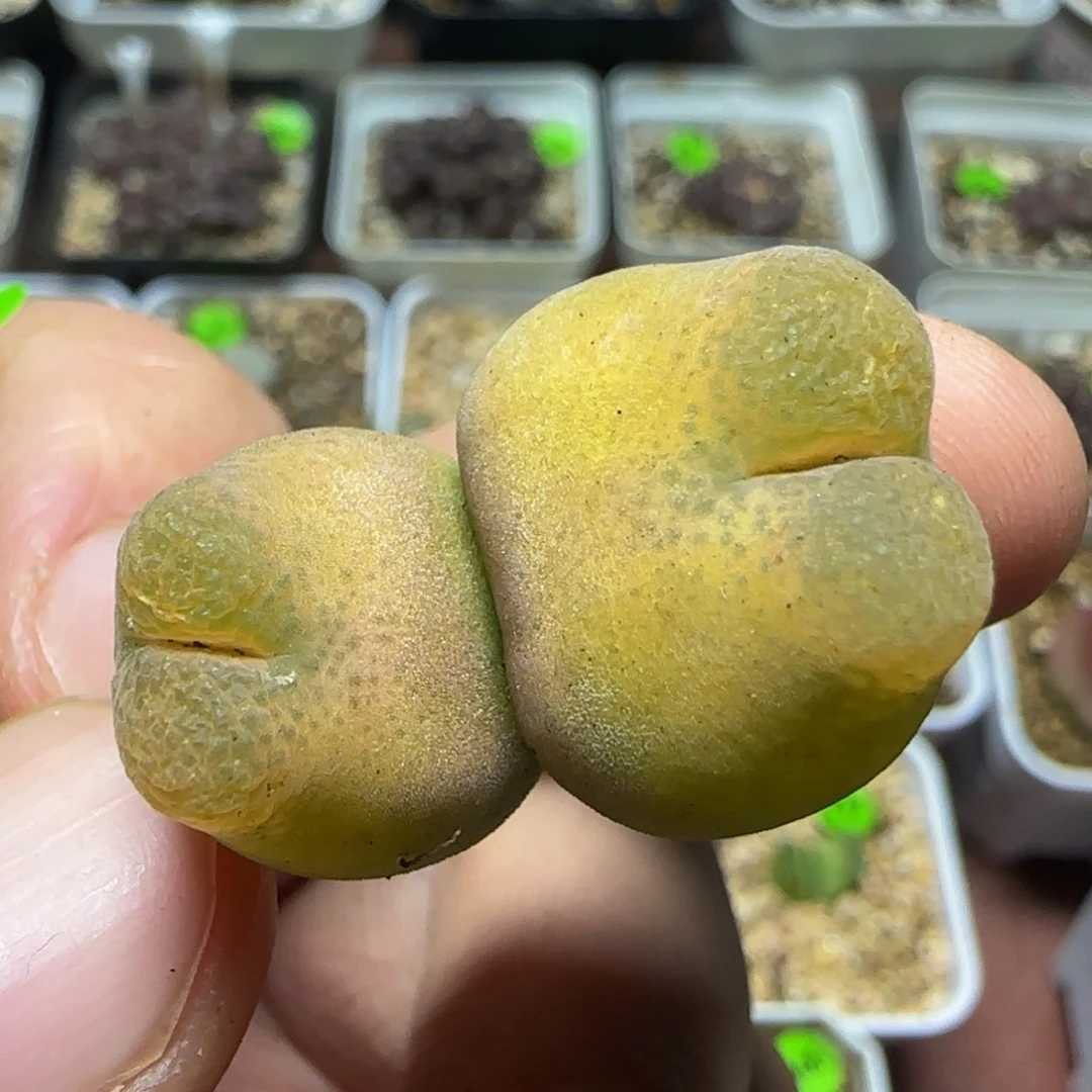 双头漂亮多肉植物479