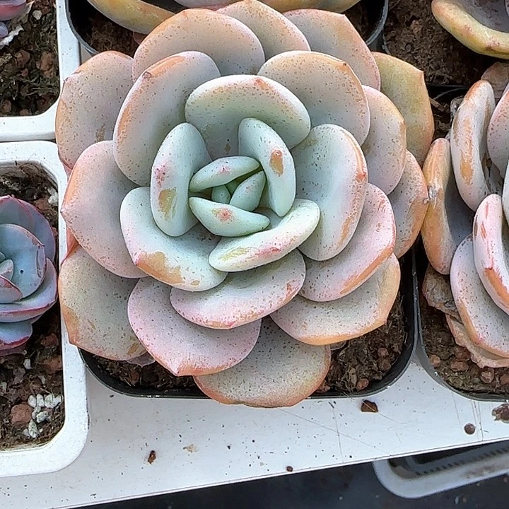 罗*长青蛙王子儿童牙膏111