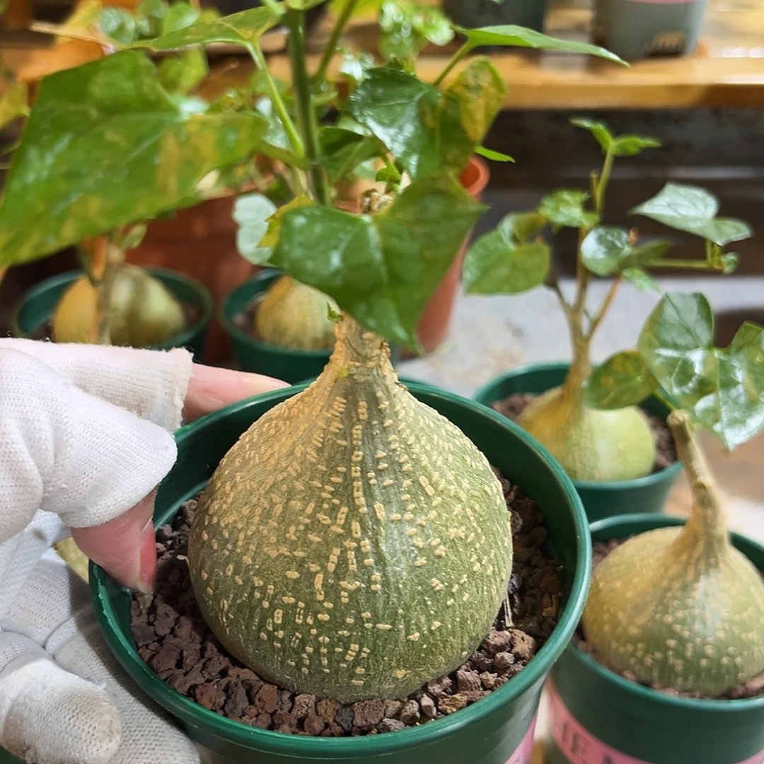 汤圆植物银叶睡布袋20