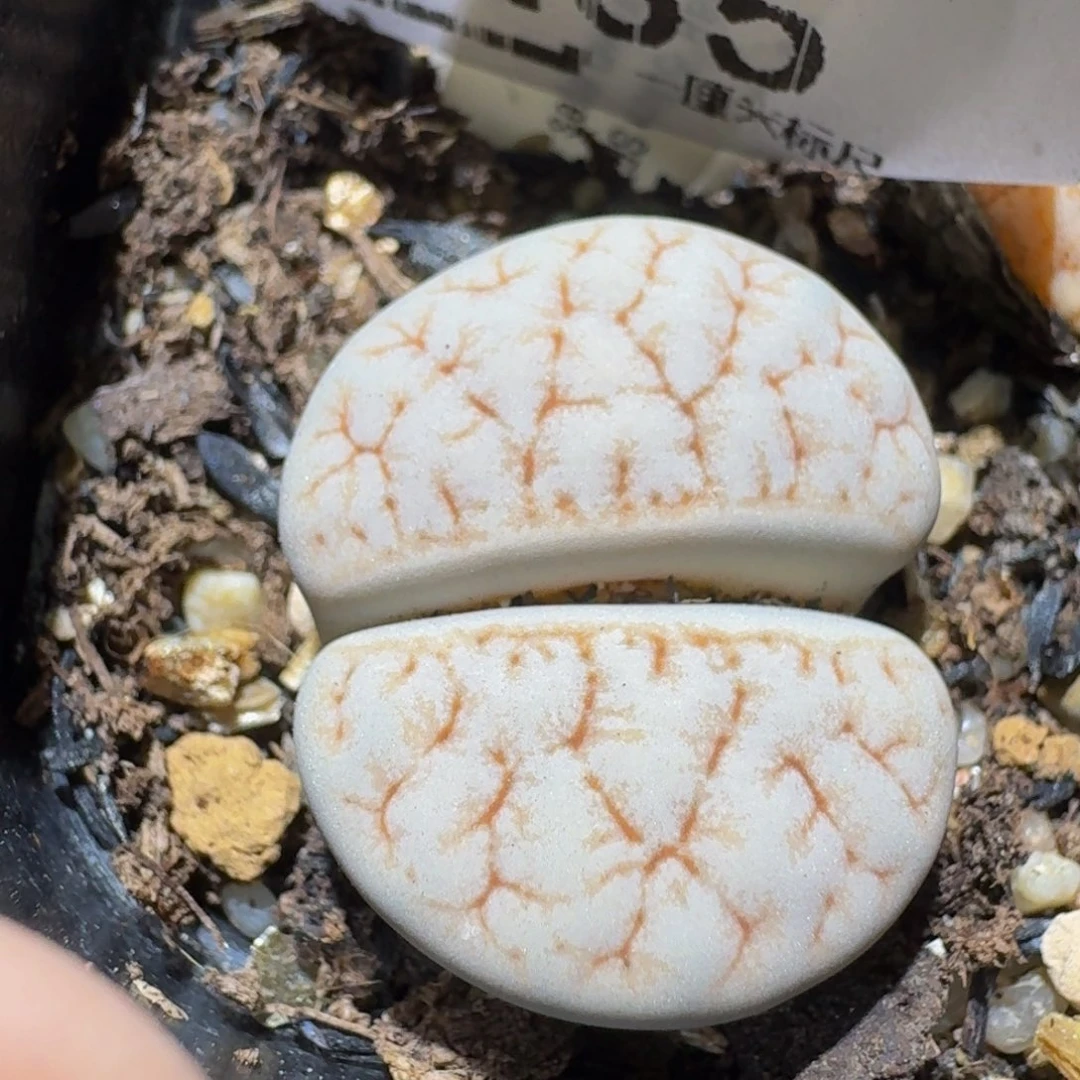 Sssss精品生石花235荒309