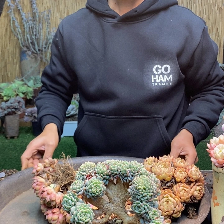 X***️151号白胖子多肉植物