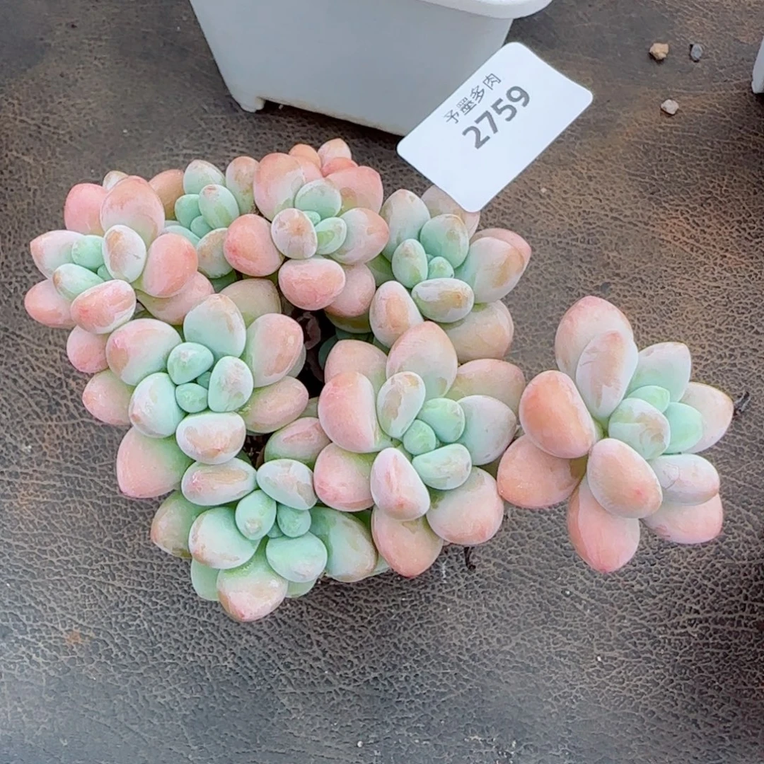 香水洛神，2759多肉植物