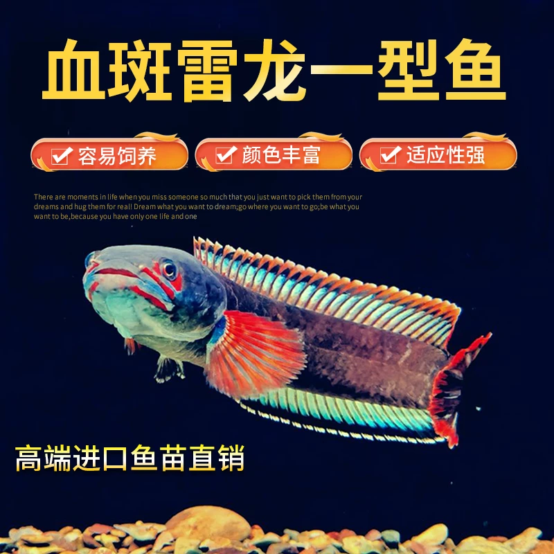 血斑一型雷龙淡水凶猛观赏鱼