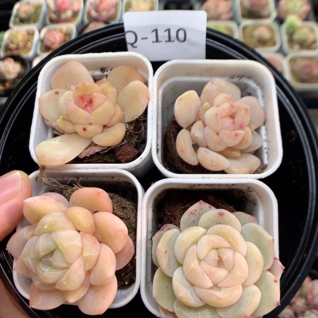 Q110糖心，柿子多肉20包邮两天凑单