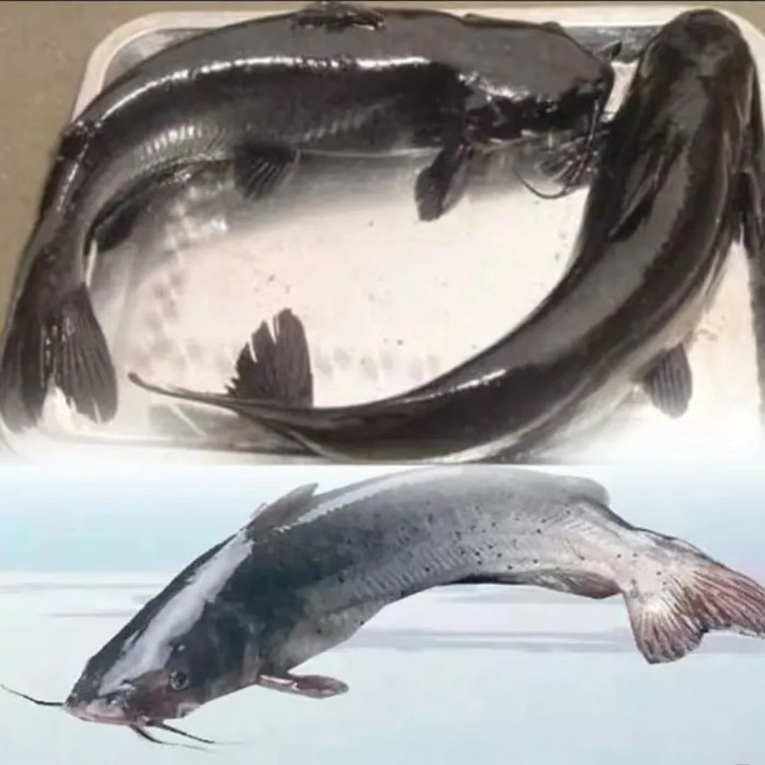 活体鱼叉尾鮰鱼观赏水族淡水饲养