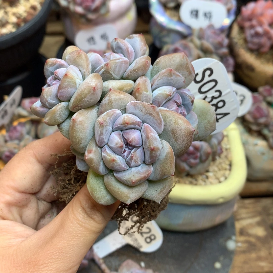 S0384 突尼斯 背景同款