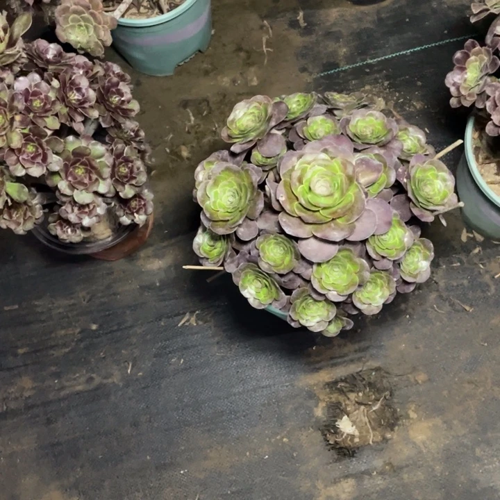 9魅金多肉多肉多肉多肉