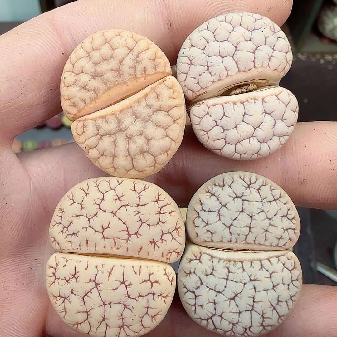 满满18包邮1230-147