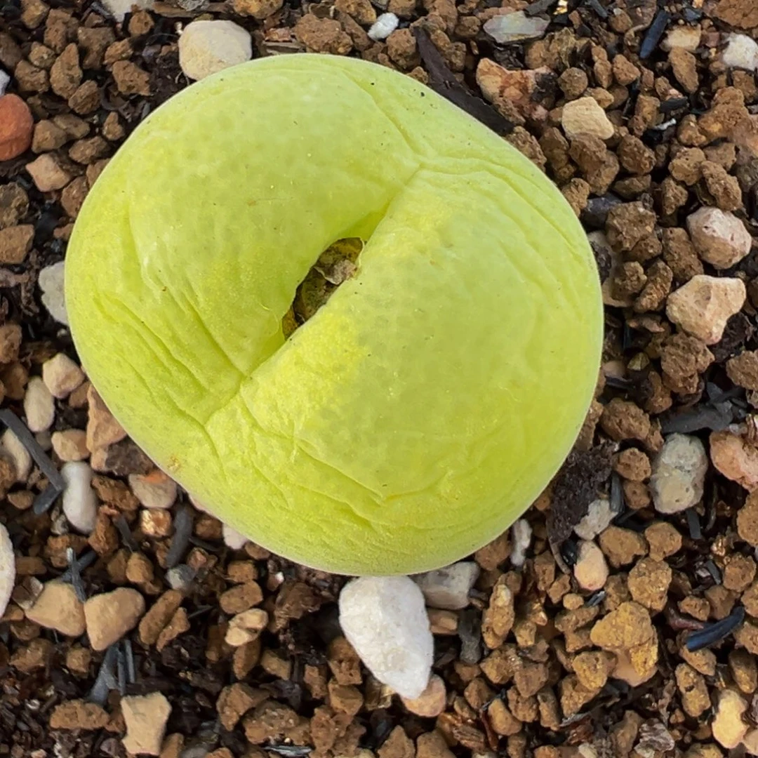 224多肉百科全书百科