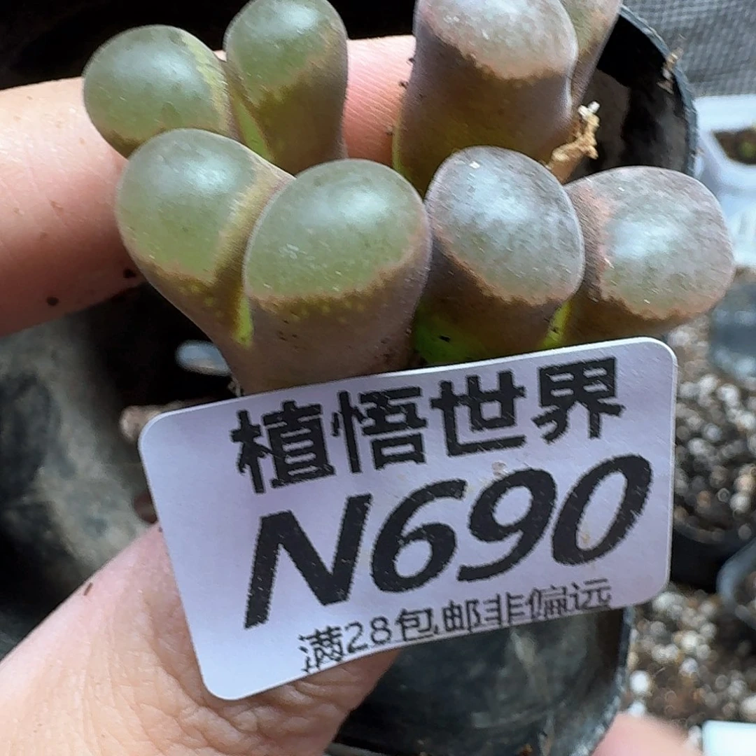 多肉植物的润bnnmml
