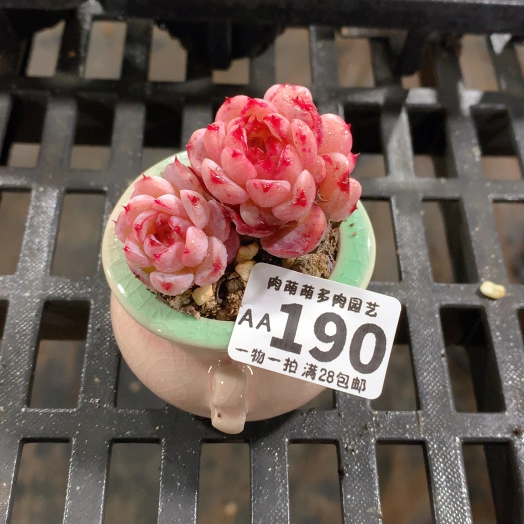 肉萌萌拇指盆精控多肉AA190