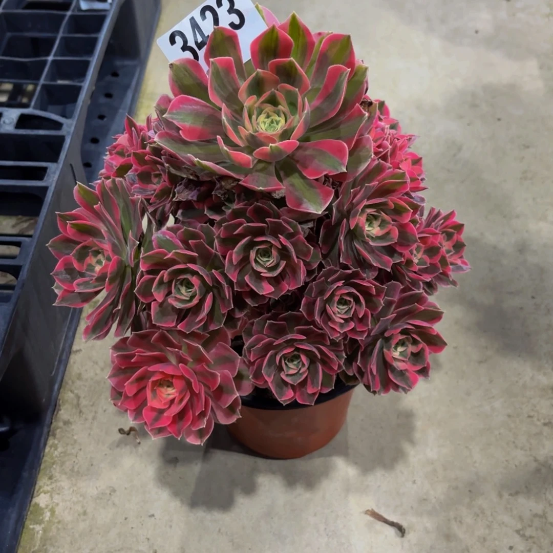 无花朵3423粉女巫1111111