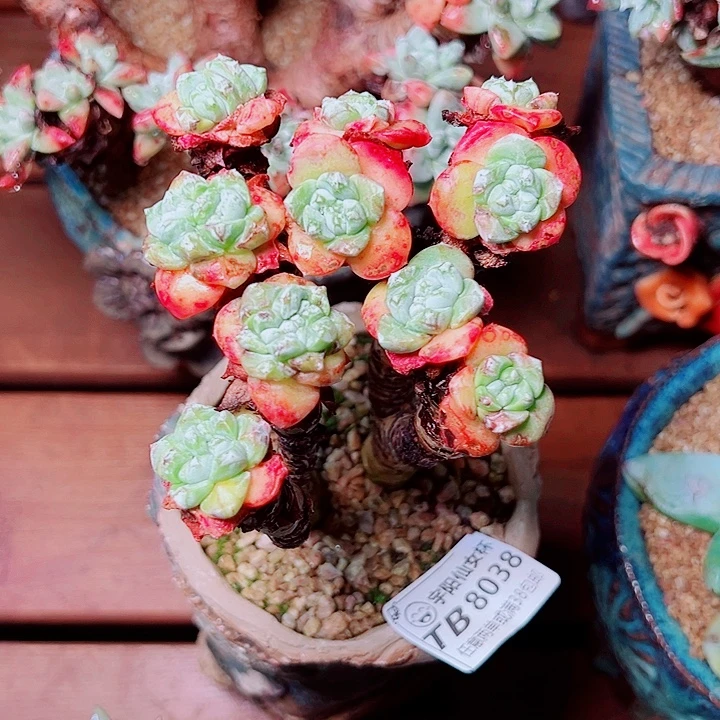 8038青刚苹果叶仙女杯多肉