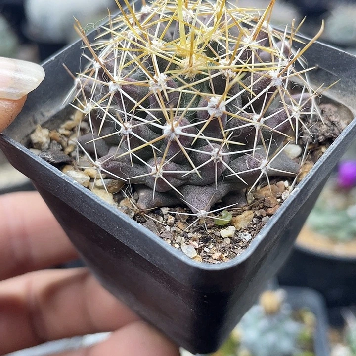 福利一颗不知名包邮