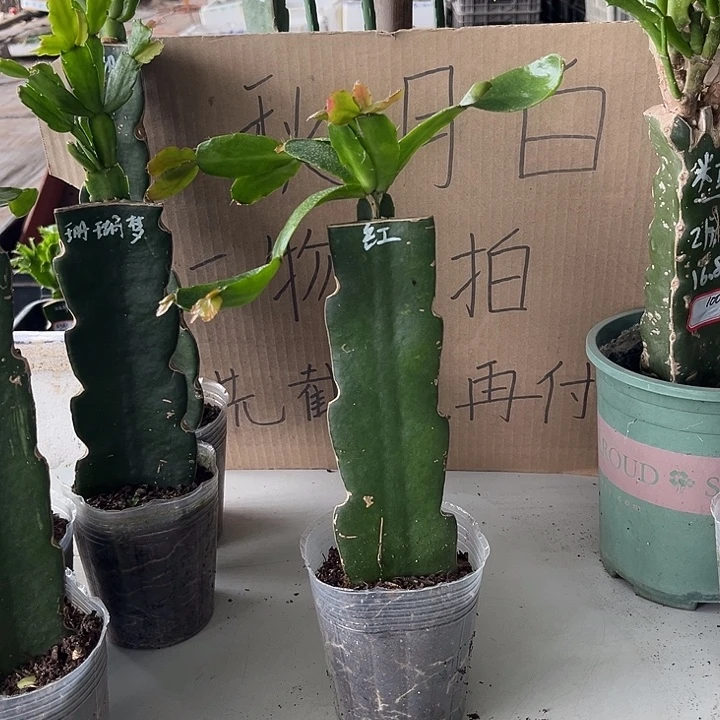 *****当前无花朵，栽培后可花朵红