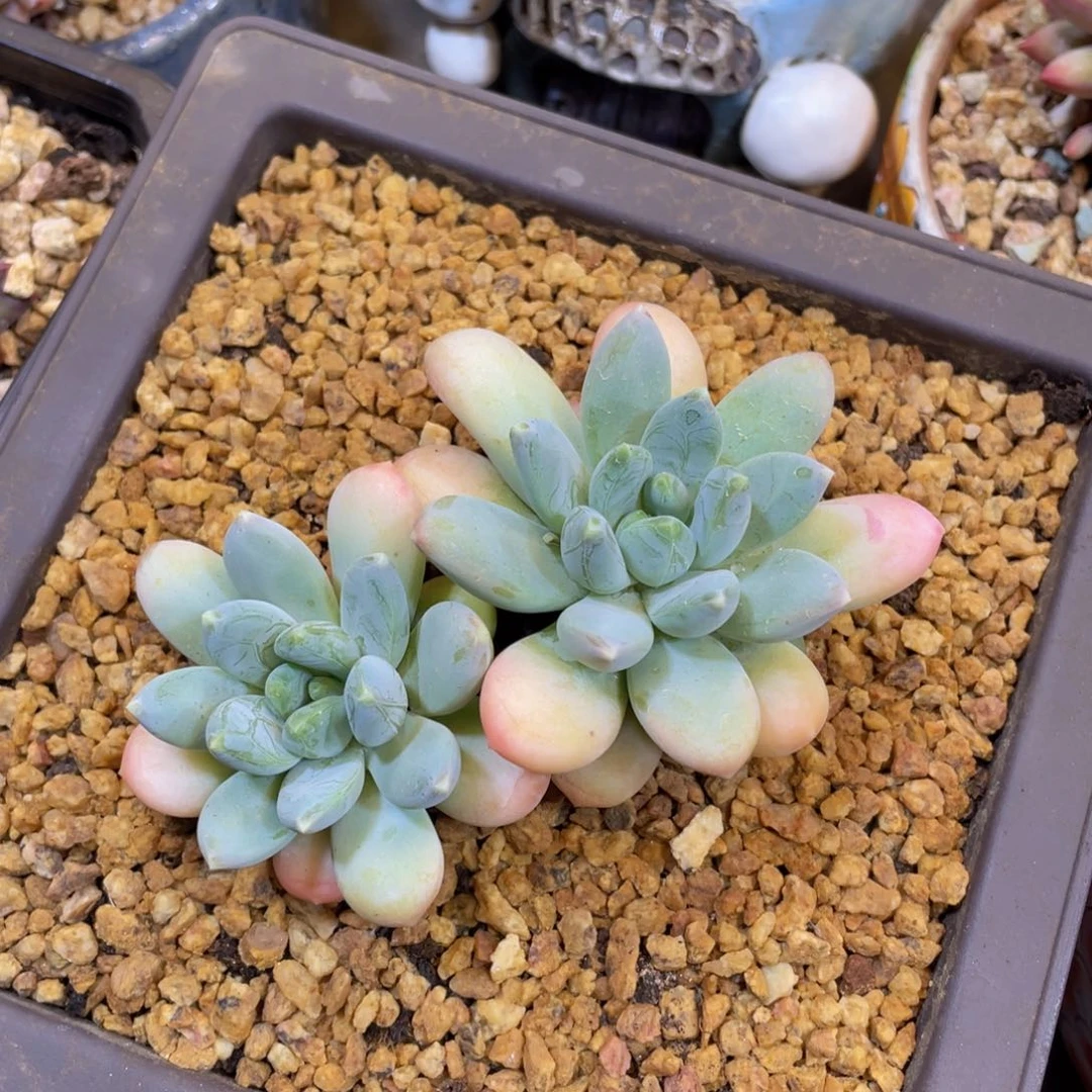 贝**杨678899999999900