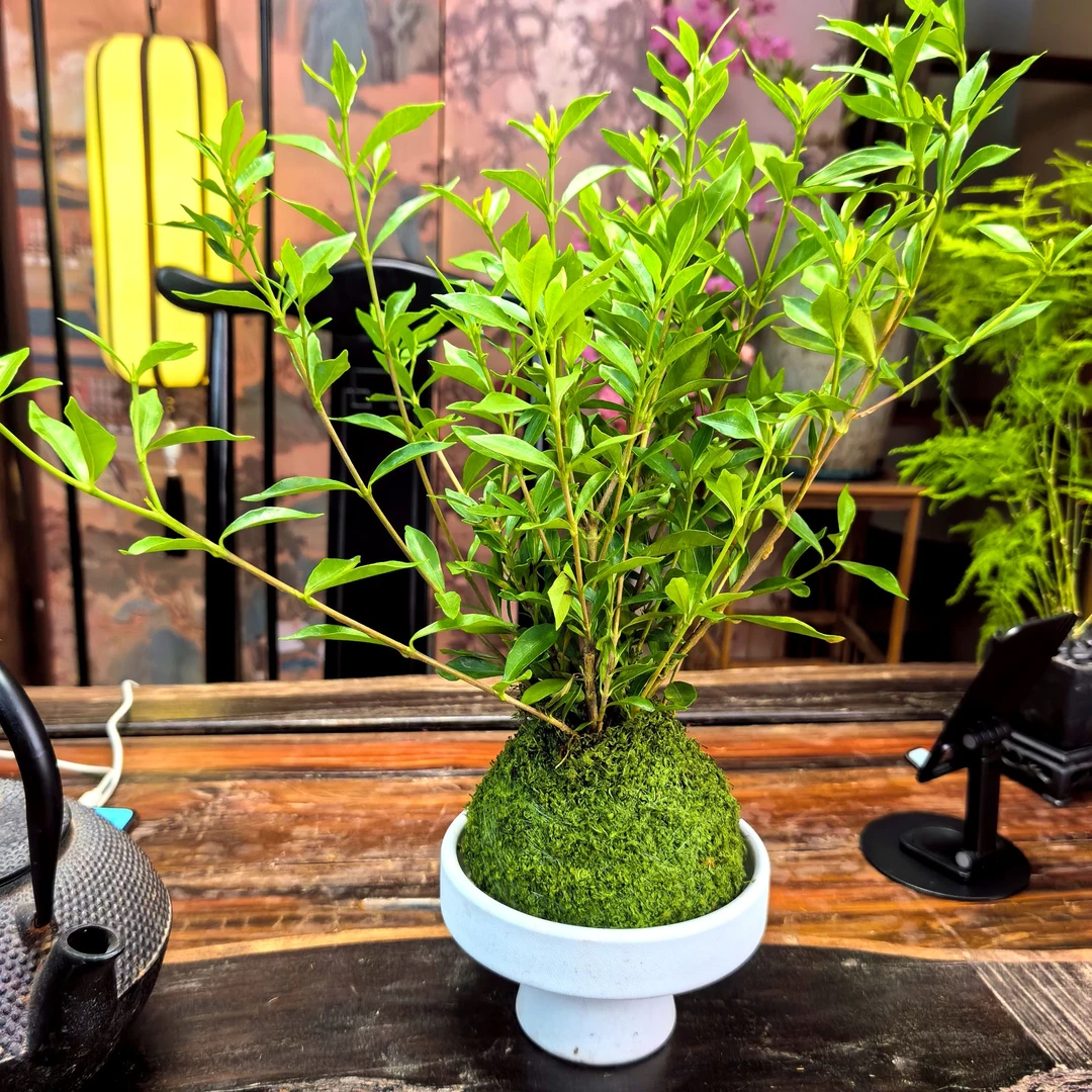 （叶千叶）栀子花室内造型绿植精致盆栽净化空气四季常青
