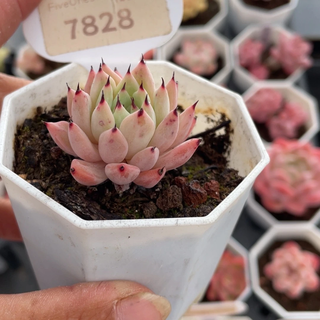 绿爪7828-3.5厘米