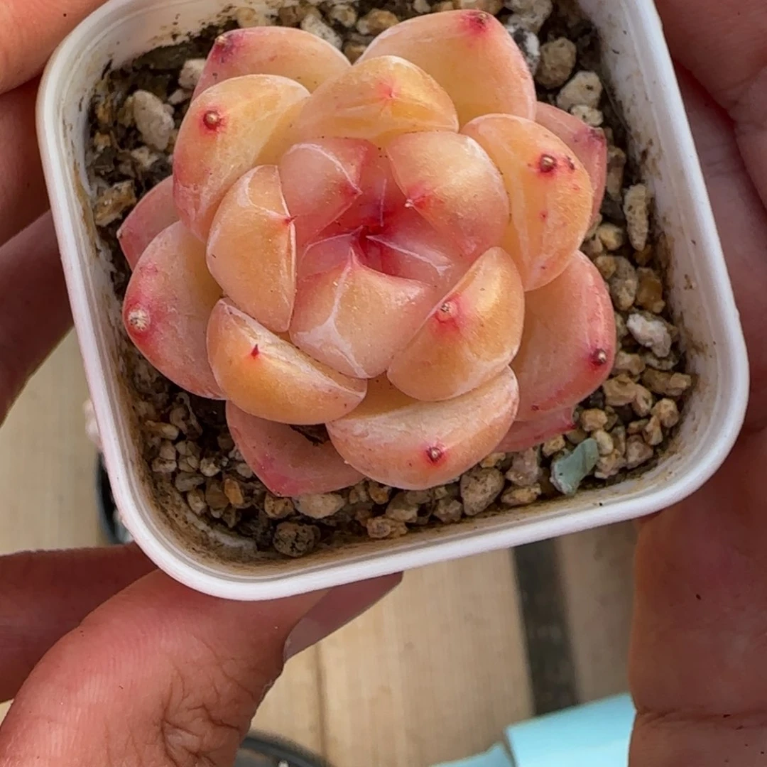 一物一拍麦秆珍妮05128