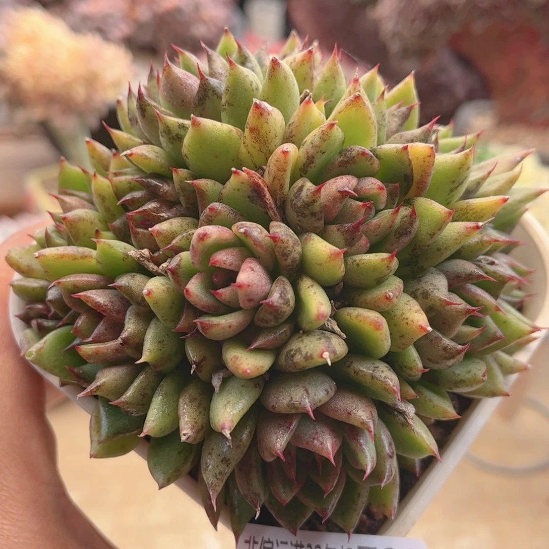 722绿水晶德华多肉