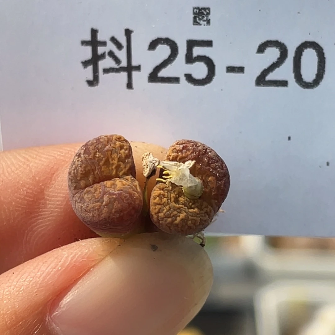 25-20朱雀勋章肉锥