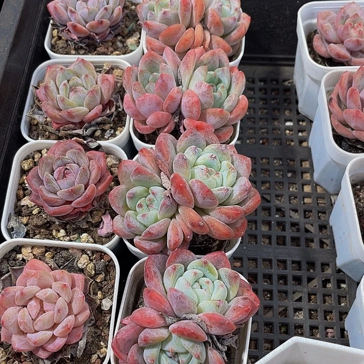 双头后梦带盆土发