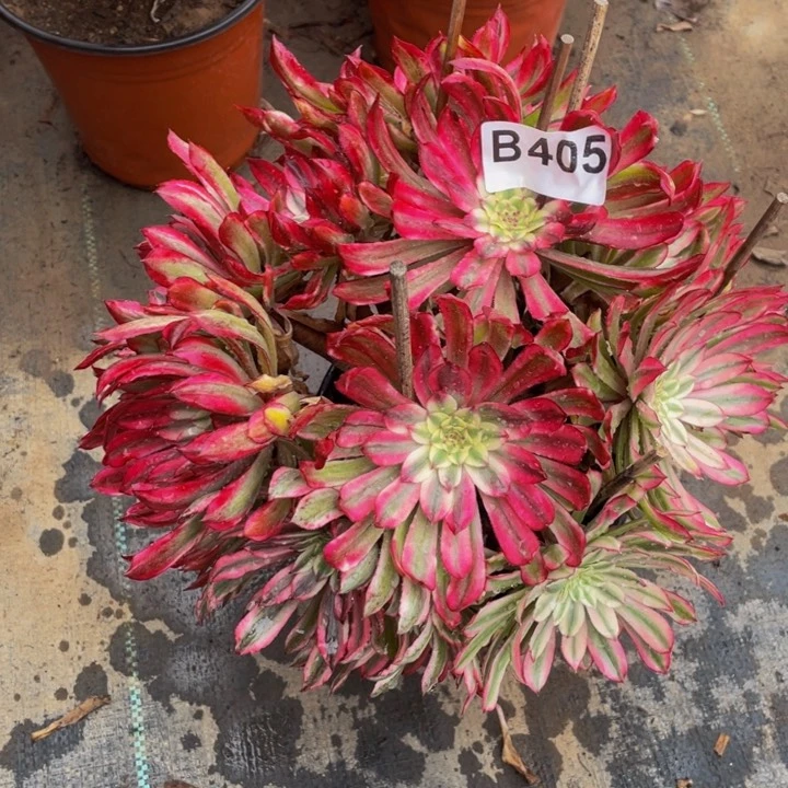 多肉法师405号仙墨群生