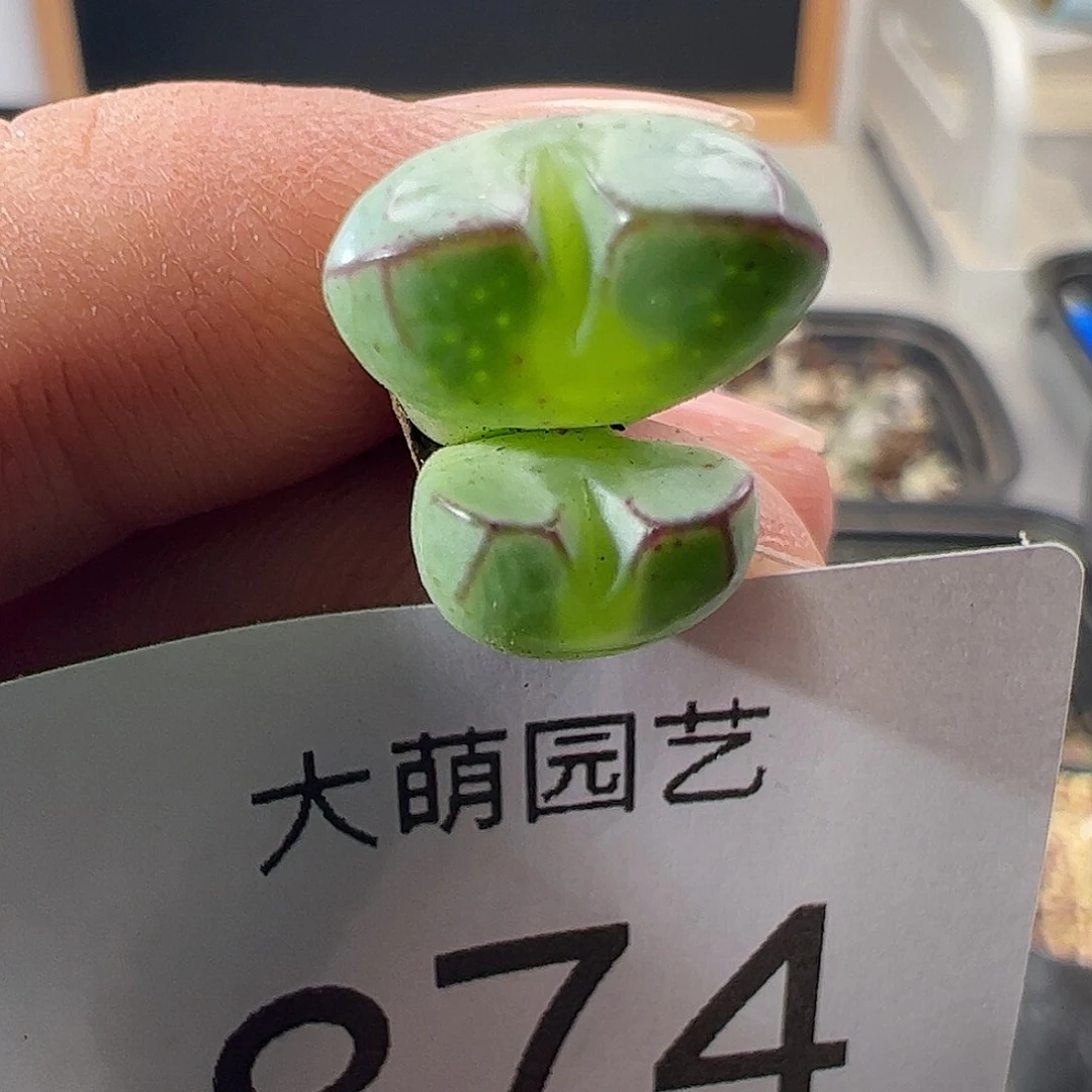 一物一拍MG1470.33九烟玉，874