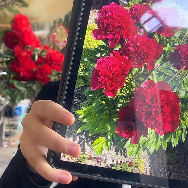 无花朵红色魅力芍药