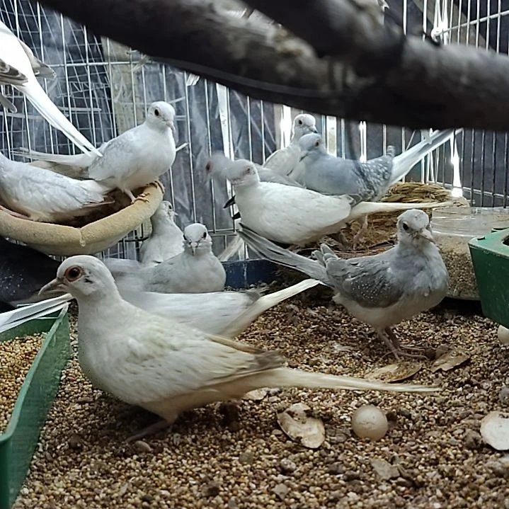 饲料5斤雪鸽饲料