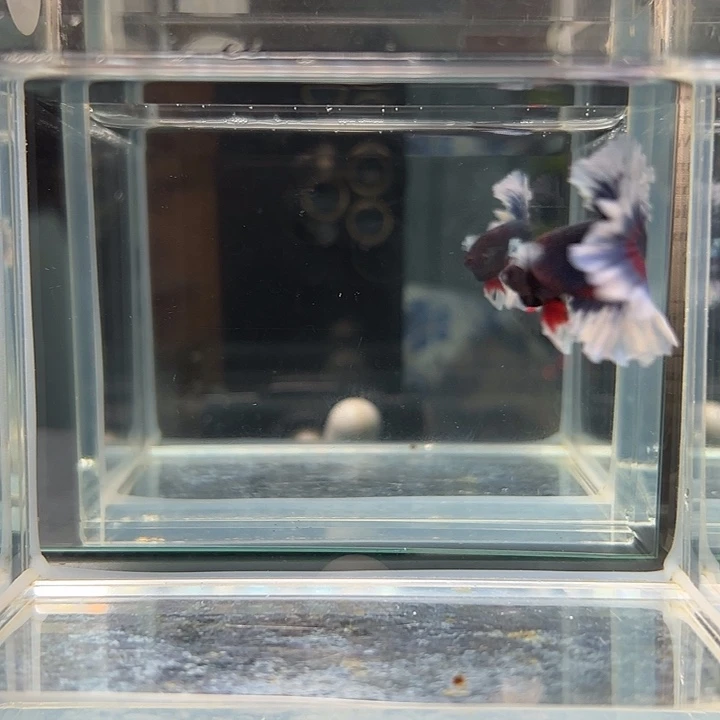 斗鱼满30包邮29日21