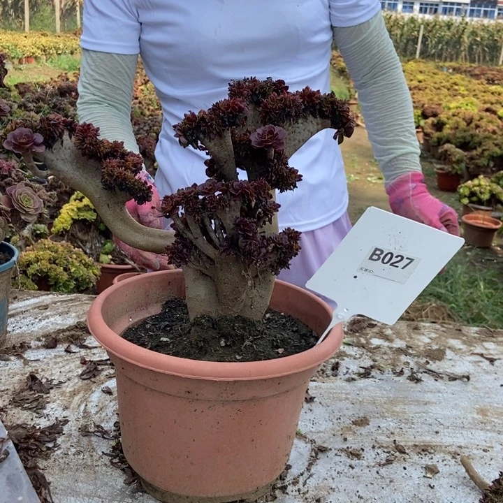 华***华东027黑缀化老桩如意老桩