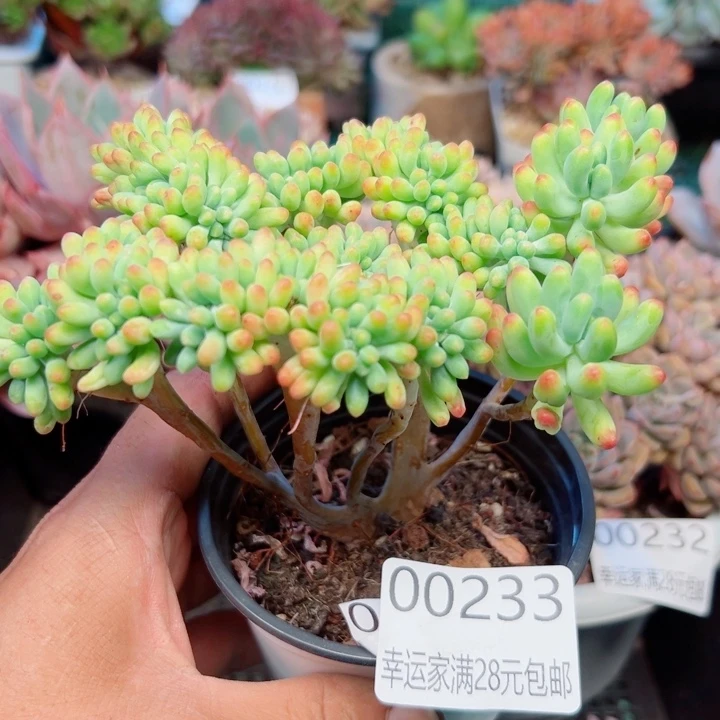 幸运的是我还没遇到你