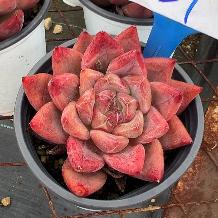 21圣美人一个脱土多肉