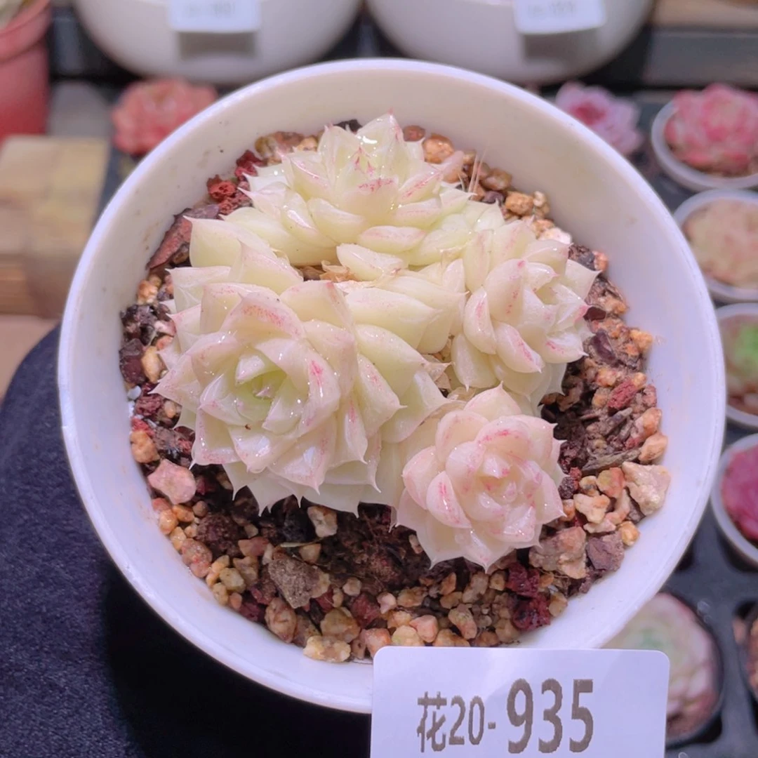 花利美20-935白天鹅