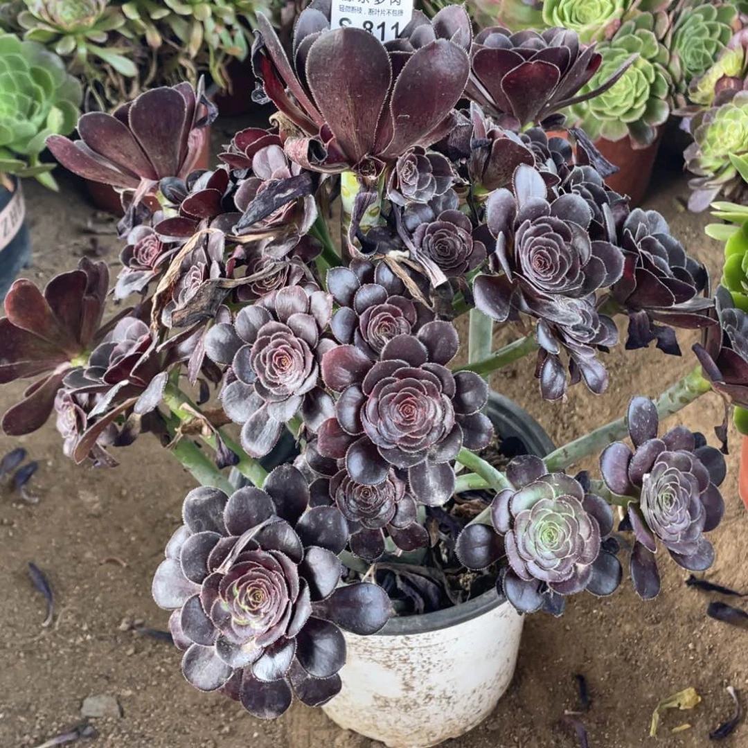 811黑豆多肉法师断枝不包