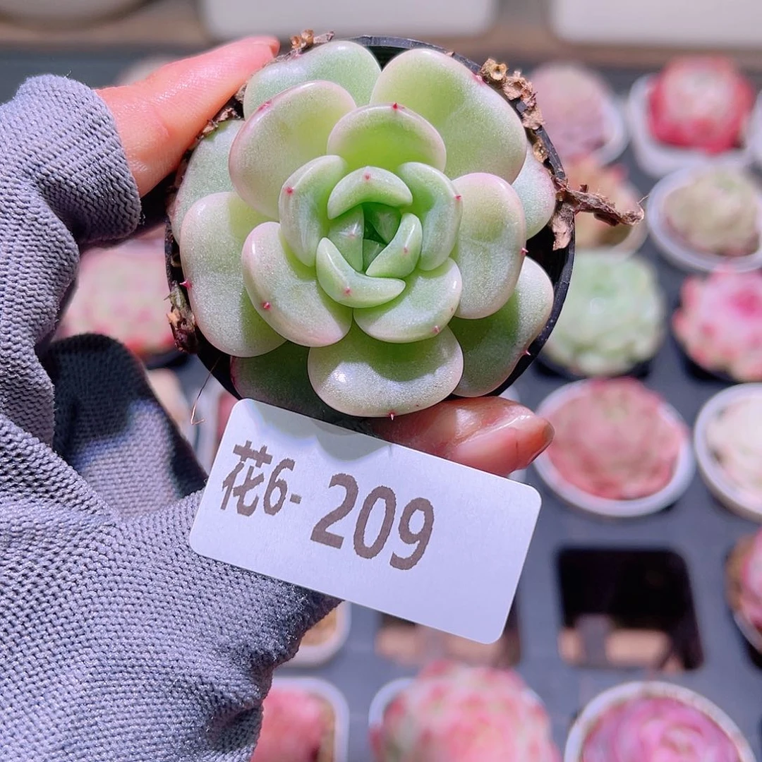 花06-209新品单头