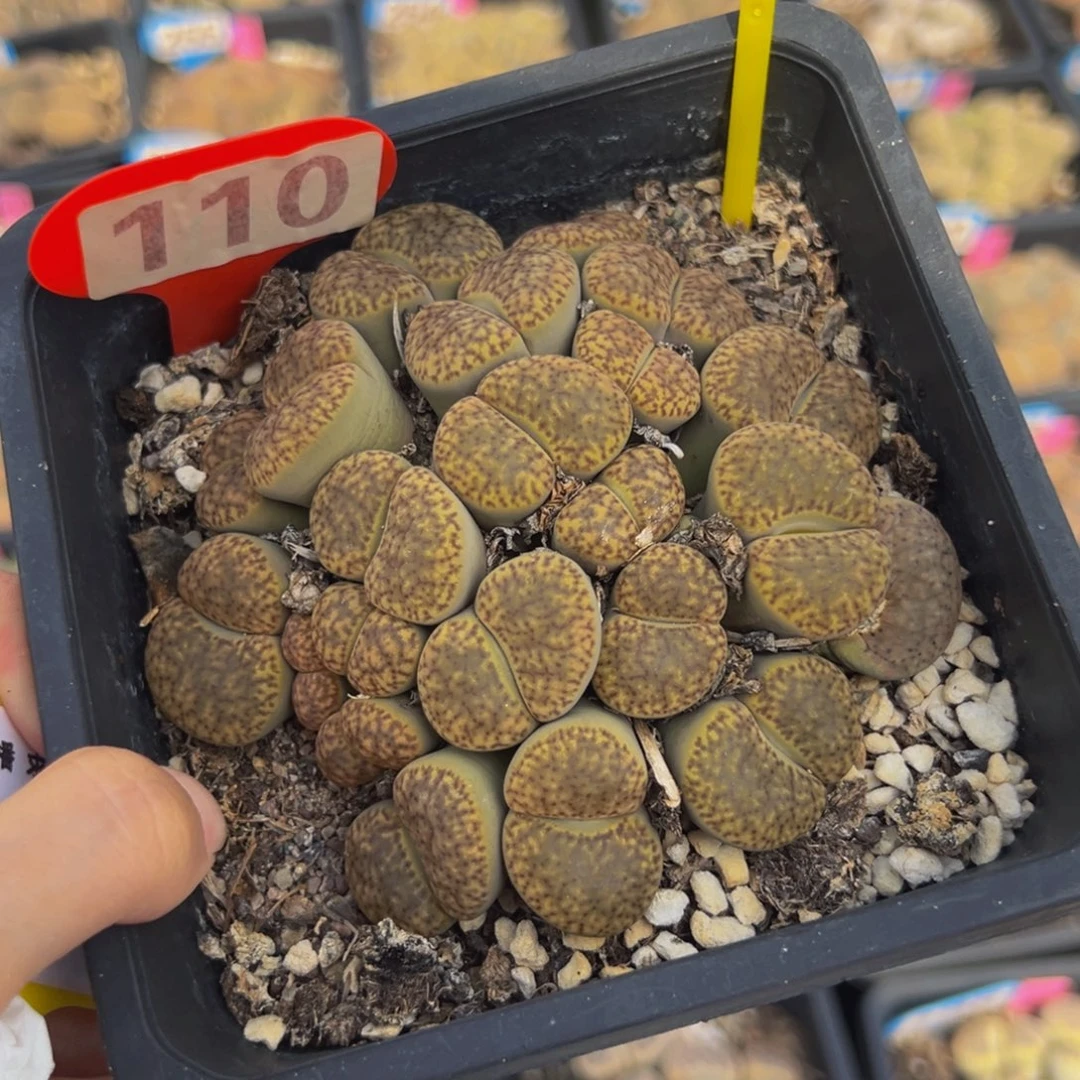 大群大群大群生567