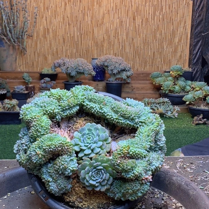 土***尔338号号白胖子多肉植物