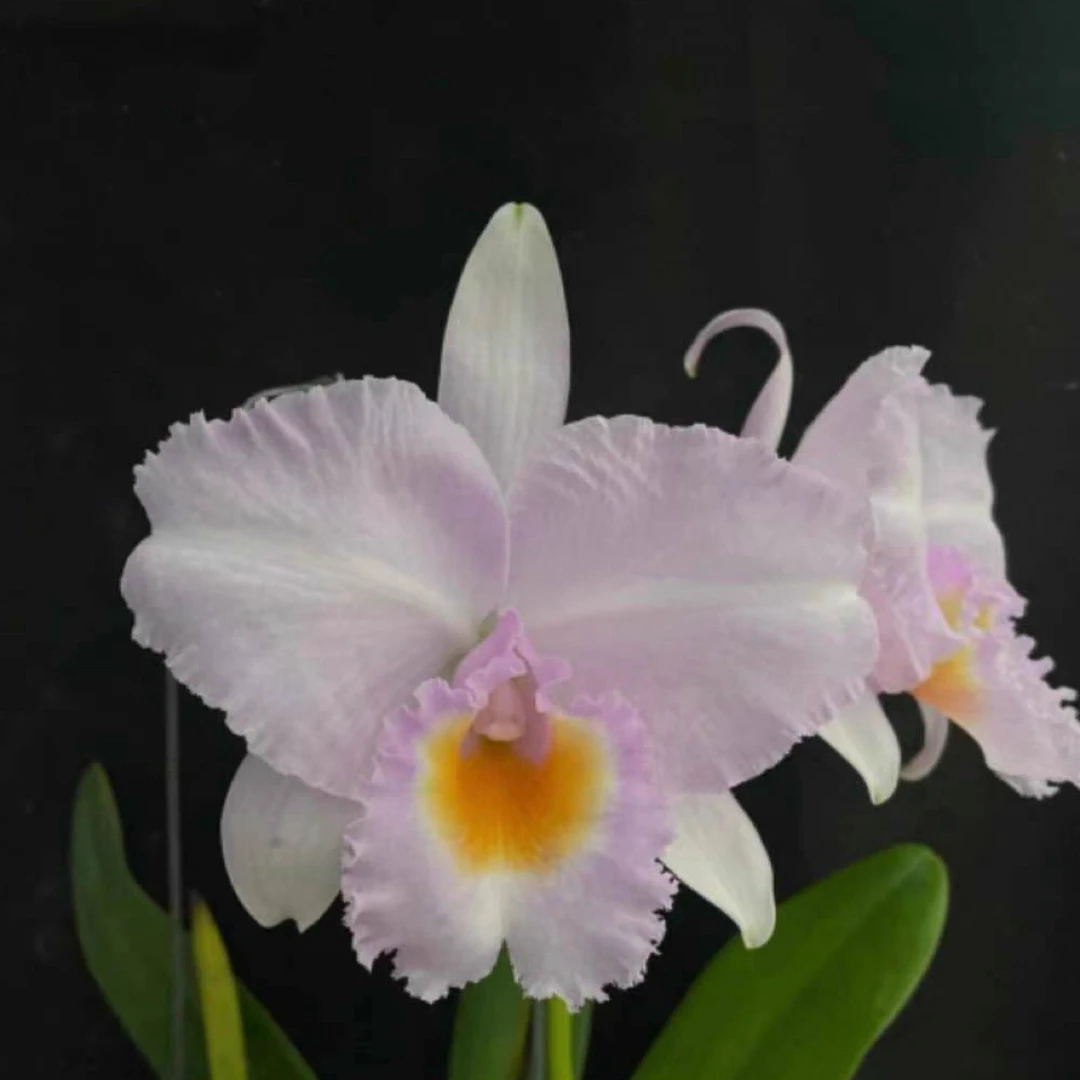 舒罗  原种卡特兰C.schroederae（Pink x Dark Rose 4N）浓香洋兰