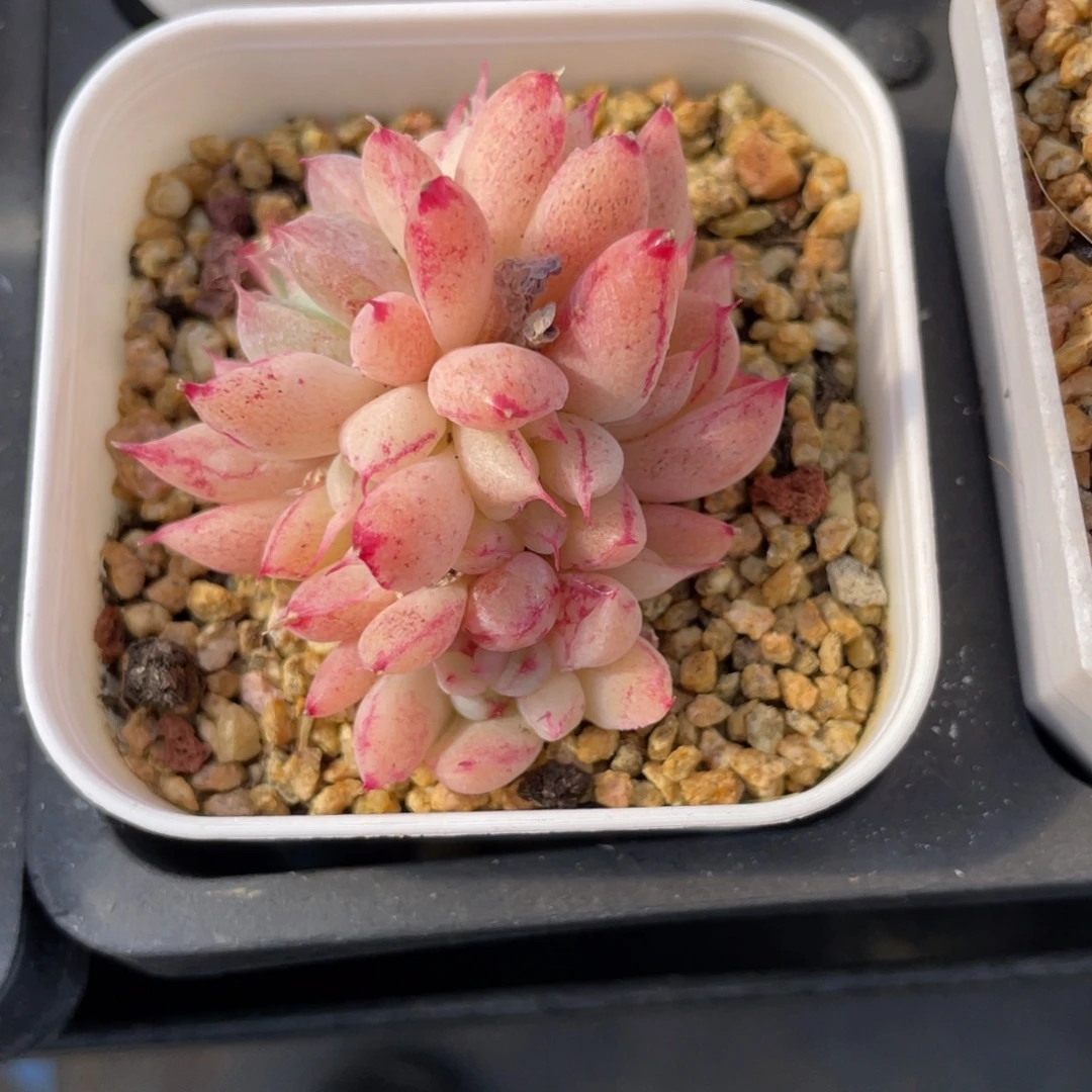 艺***k优选奶油拉丝锦多肉福利2001