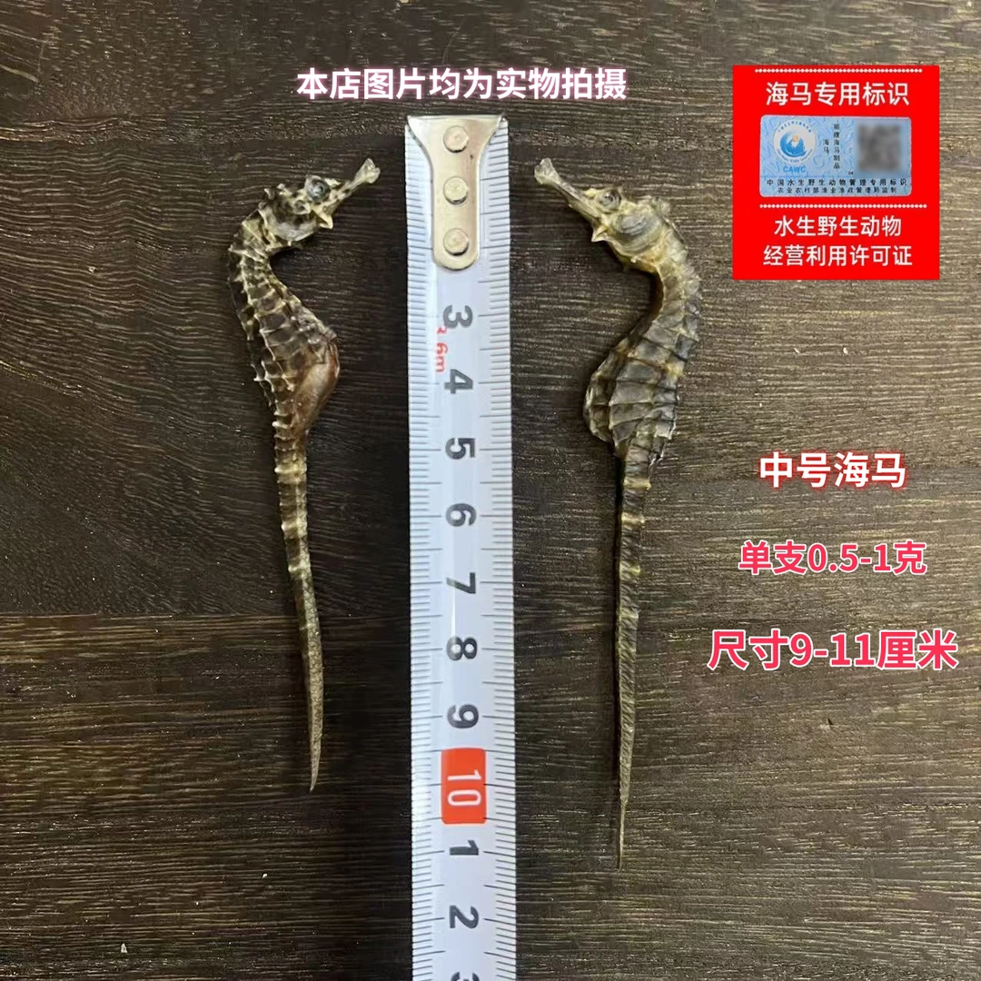 【足3克海马】当季新货本港海马优质海味海鲜晒场直供无添加生晒