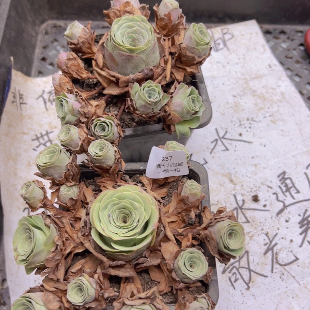 237 侧牙掉了不包损无售后瑕疵